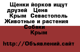 Щенки йорков ищут друзей › Цена ­ 25 000 - Крым, Севастополь Животные и растения » Собаки   . Крым